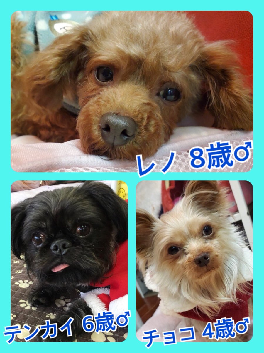 🐾今日の里親様募集中ワンコ🐶メンバーです🐾2020,1,2